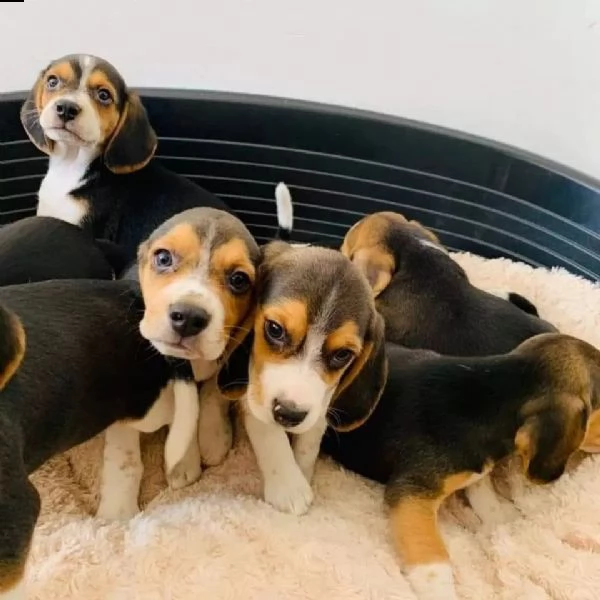 beagle cuccioli sani per case amorevoli**