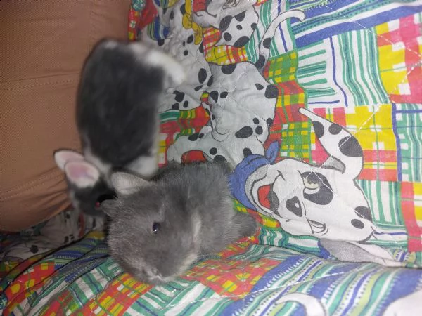 regalo | Foto 2