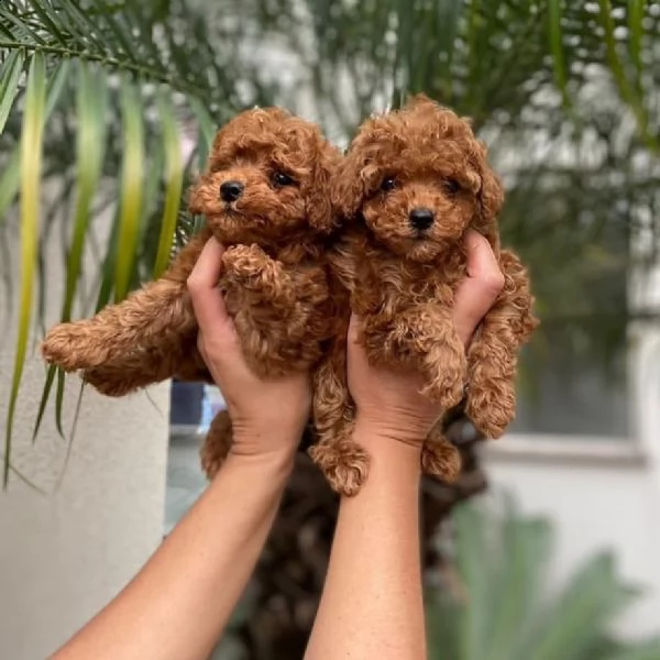 cuccioli barboncini toy piccoli 