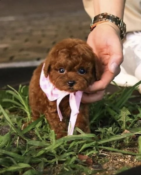 cuccioli di barboncini taglia piccola | Foto 0