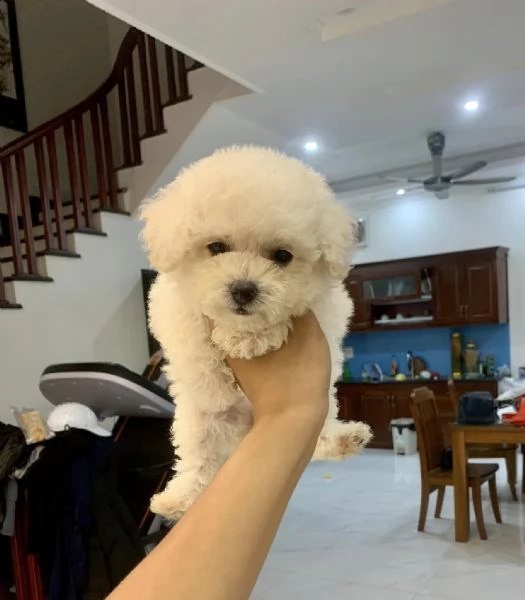 cuccioli di barboncina!