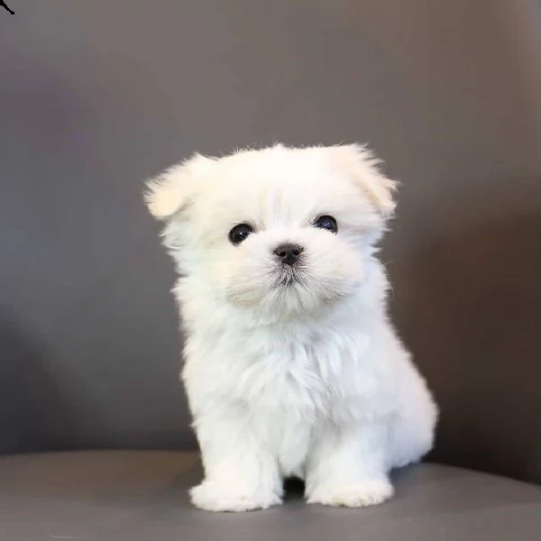 cuccioli di maltese disponibili