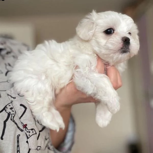 due cuccioli di maltese bianchi | Foto 0