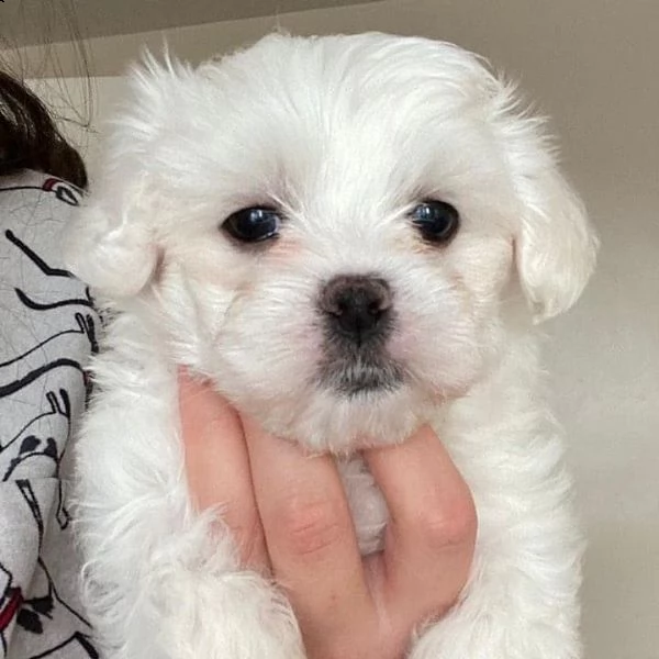 due cuccioli di maltese bianchi