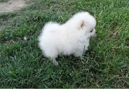 regalo  volpino pomerania mini toy  | Foto 0