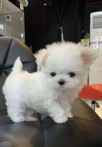 regalo  maltese mini toy | Foto 0