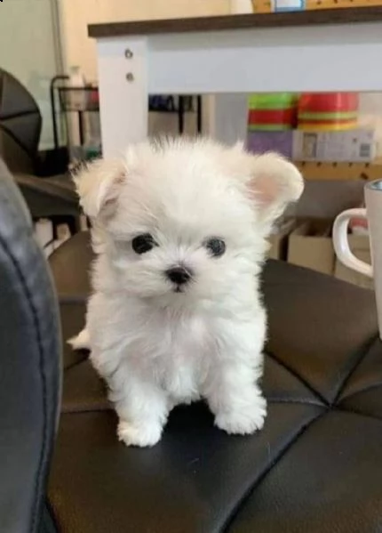 regalo  maltese mini toy