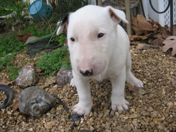 bull terrier cuccioli sani per case amorevoli | Foto 1