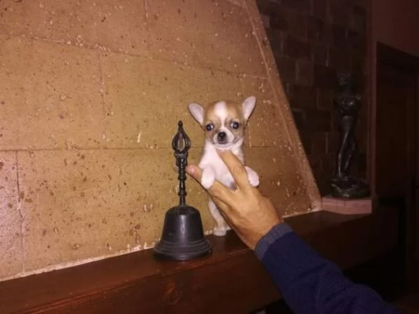 chiwawa cuccioli sani per case amorevoli
