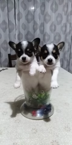chiwawa cuccioli sani per case amorevoli | Foto 0
