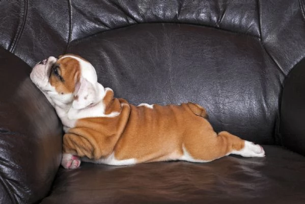 bulldog inglese cuccioli sani per case amorevoli | Foto 0