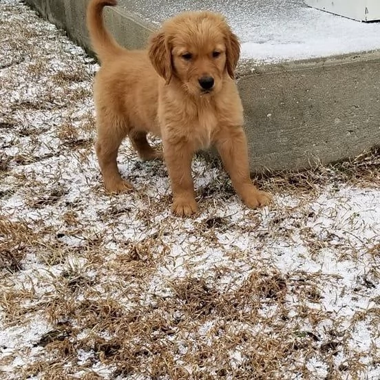 golden retriever cuccioli sani per case amorevoli