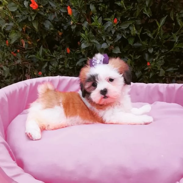 lhasa apso cuccioli sani per case amorevoli