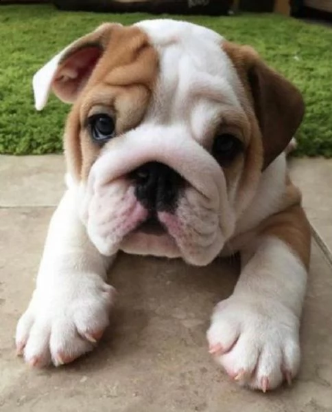  regalo bulldog inglese cuccioli disponibili cuccioli disponibili bulldog inglese cuccioli disponibi