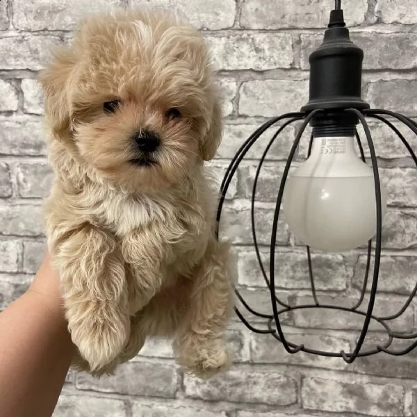 maltipoo cuccioli sani per case amorevoli | Foto 0