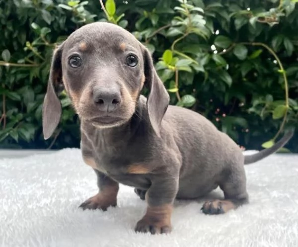 bassotto cuccioli sani per case amorevoli