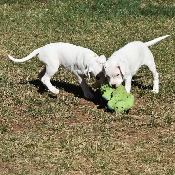 dogo argentino cuccioli sani per case amorevoli | Foto 0