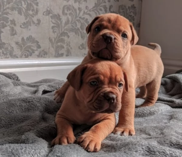 dogue de bordeaux cuccioli sani per case amorevoli