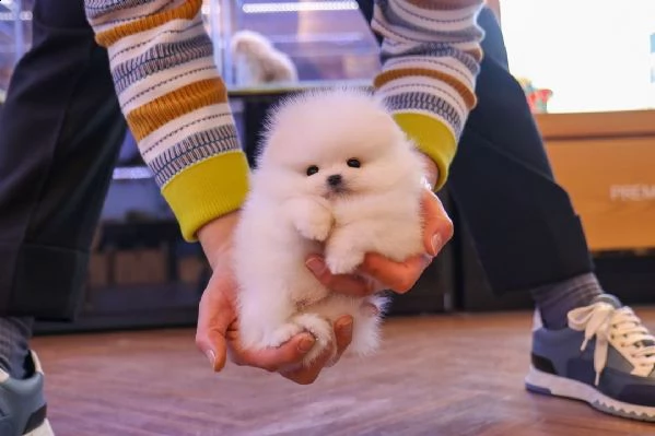 pomeranian cuccioli sani per case amorevoli*