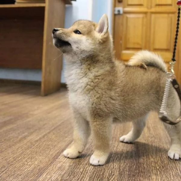 shiba inu cuccioli sani per case amorevoli | Foto 1