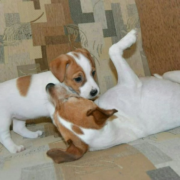 jack russell cuccioli sani per case amorevoli