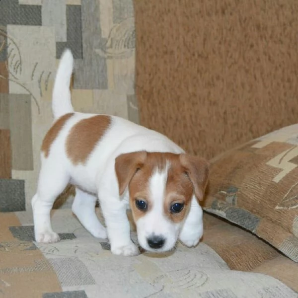 jack russell cuccioli sani per case amorevoli*- | Foto 1