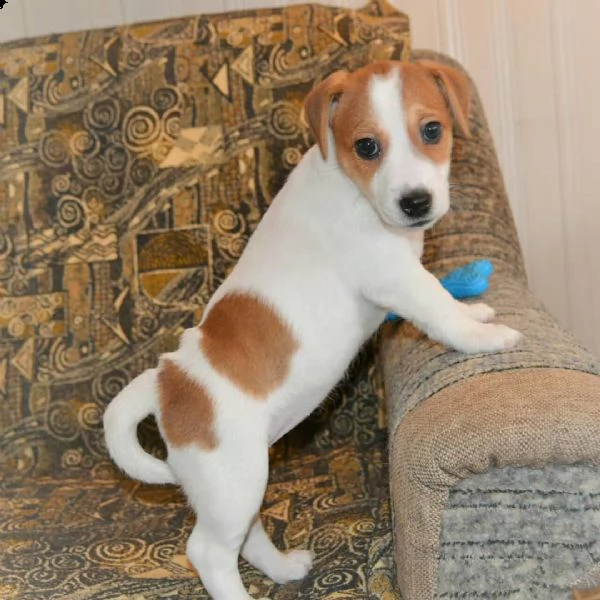 jack russell cuccioli sani per case amorevoli*- | Foto 0