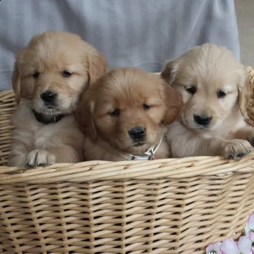 golden retriever cuccioli sani per case amorevoli | Foto 0