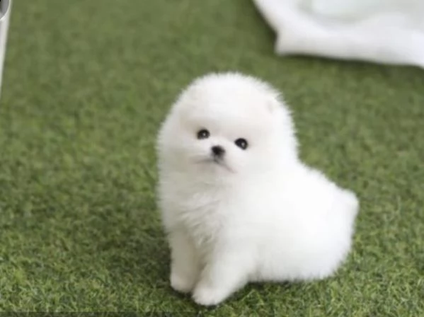 regalo  volpino pomerania mini toy 