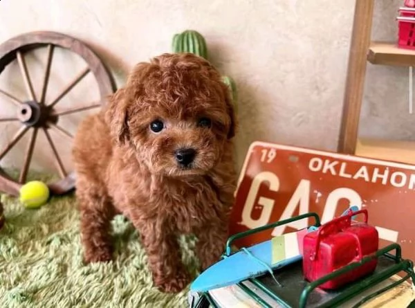 cuccioli di barboncini toy