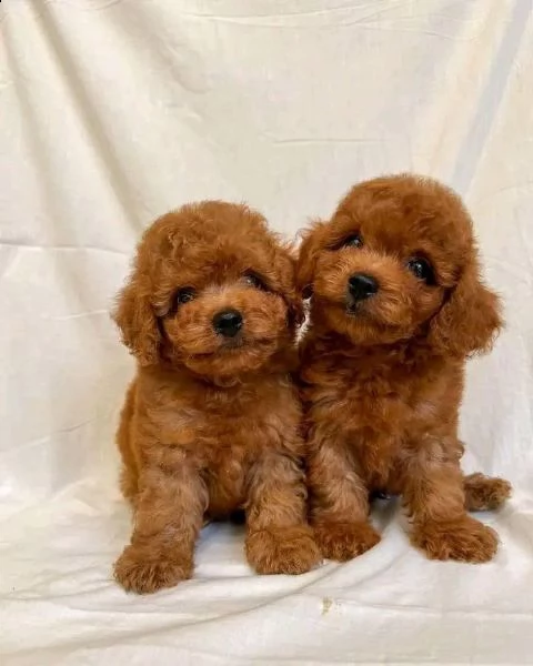 cuccioli di barboncini taglia piccola