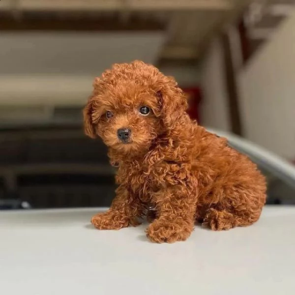 cuccioli di barboncina! | Foto 0
