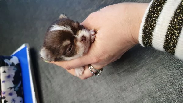 chihuahua cucciola con pedigree  | Foto 0