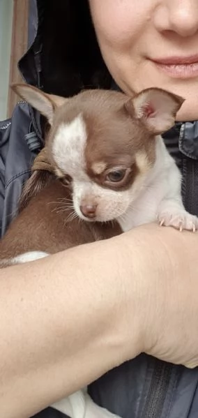 Chihuahua toy pedigree 