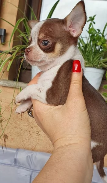 Chihuahua toy pedigree  | Foto 1