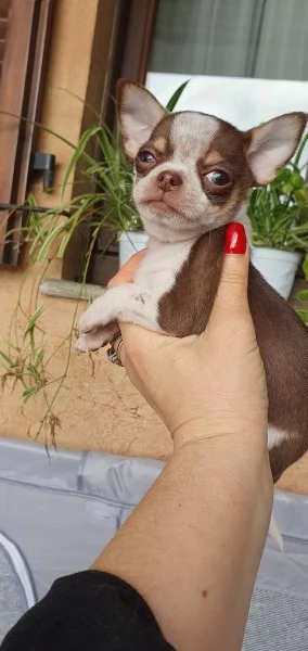 Chihuahua toy pedigree  | Foto 0