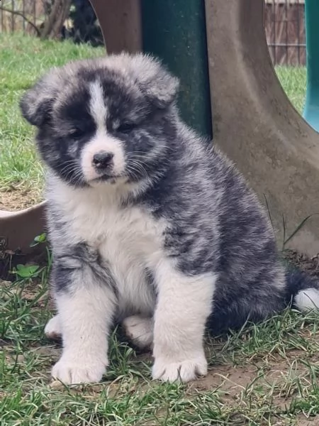 cuccioli di akita inu giapponese