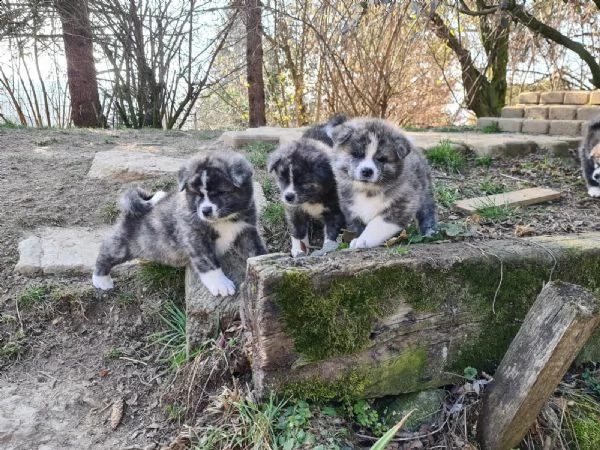 cuccioli di akita inu giapponese | Foto 3