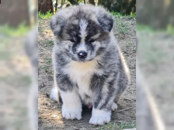 cuccioli di akita inu giapponese | Foto 2