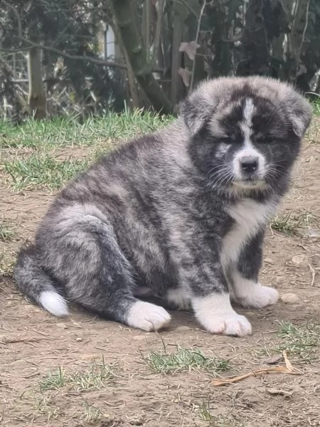 cuccioli di akita inu giapponese | Foto 1