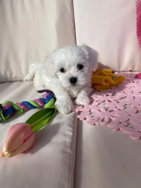 bellissimi cuccioli maltese toy con pedigree | Foto 1