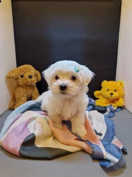 bellissimi cuccioli maltese toy con pedigree | Foto 0