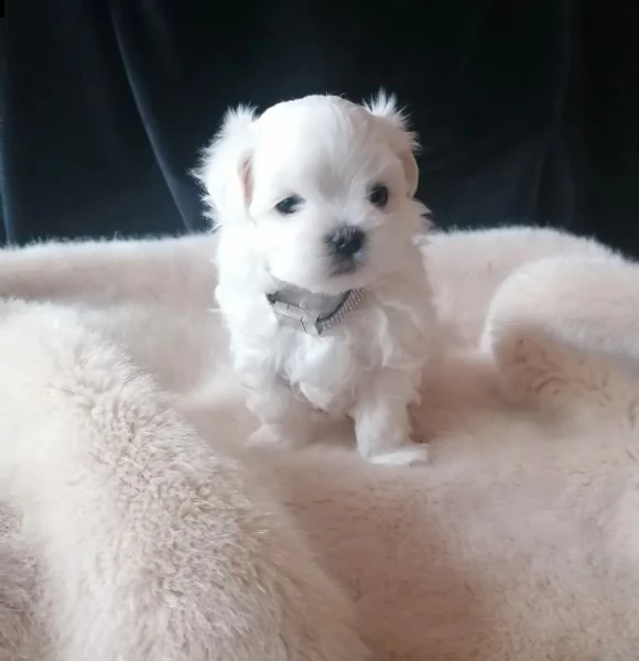bellissimi cuccioli maltese toy con pedigree