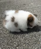 stupendi cuccioli di volpino di pomerania | Foto 2