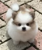 stupendi cuccioli di volpino di pomerania