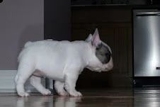 stupendi cuccioli di bouledogue francese | Foto 2