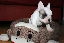 stupendi cuccioli di bouledogue francese