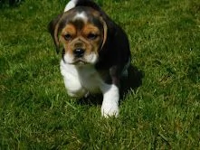 disponibilicuccioli di beagle | Foto 1