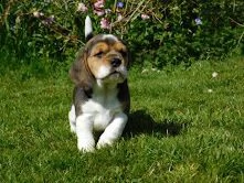 disponibilicuccioli di beagle | Foto 0