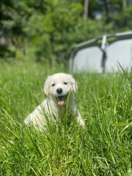 golden retriever cuccioli 
